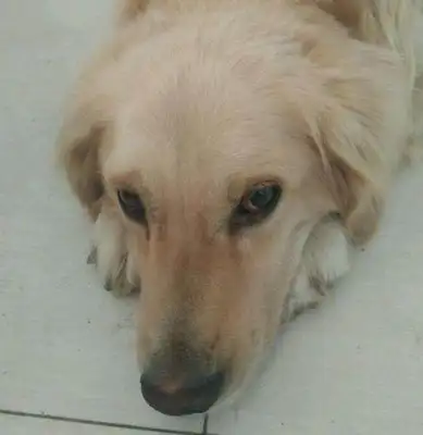 Last year, Dad told me to get the dog out, and a year later, he said, 