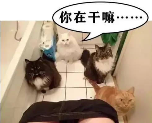 I CAN'T BELIEVE THE CAT MASTER IS A LSP