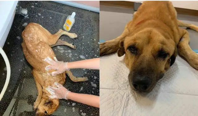 It's the first time a dog takes a bath