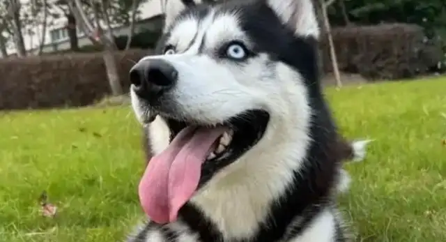 Dogs are scolded for taking their babies to their master's ex-girlfriend: emotional stability is important