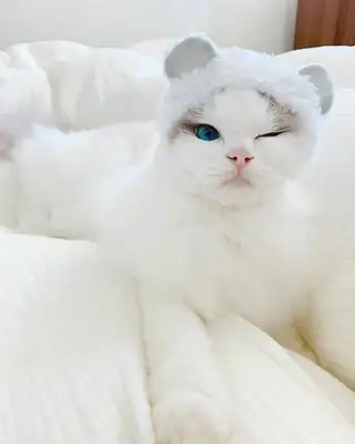 A bath-loving cat, who likes it not only himself, but also his siblings
