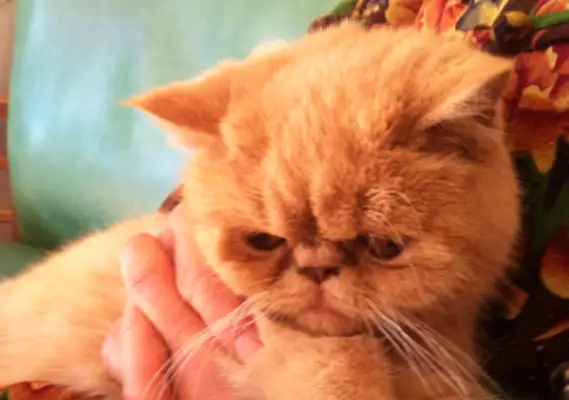 The girl took a bath for Garfield, laughed at her hands and shivered