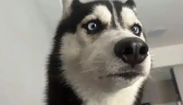 Dogs are scolded for taking their babies to their master's ex-girlfriend: emotional stability is important