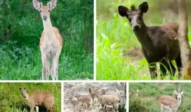 The pyrotechnic blow-up in the Highlands? Voice of the China Society for the Protection of Small Animals