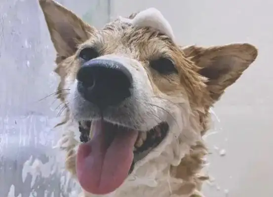 The young man against four firewood dogs, showers, showers called