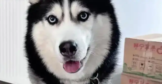 Dogs are scolded for taking their babies to their master's ex-girlfriend: emotional stability is important