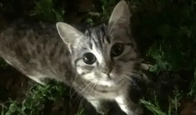 For the first time, I met a stray cat with a super sticky face