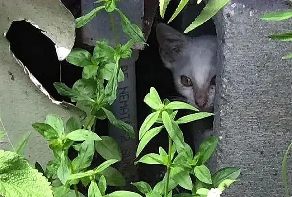 Mama was chased after stealing snacks, couldn't take the cat, but the cat was saved by a photograph