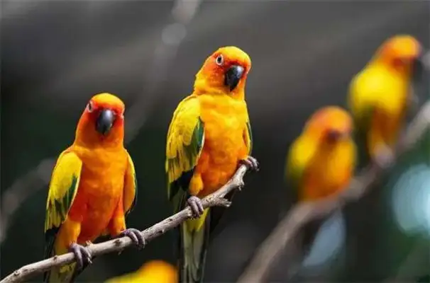 How does a parrot train