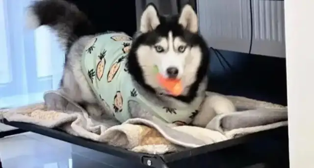 Dogs are scolded for taking their babies to their master's ex-girlfriend: emotional stability is important