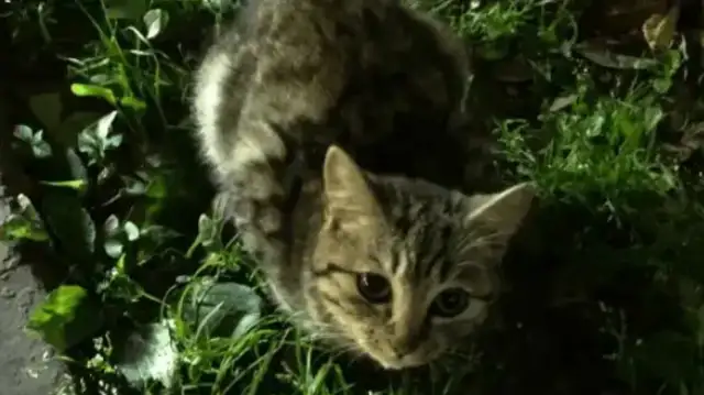 For the first time, I met a stray cat with a super sticky face