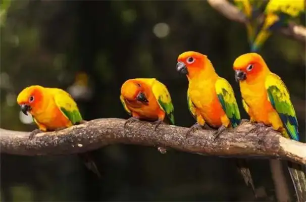 How does a parrot train