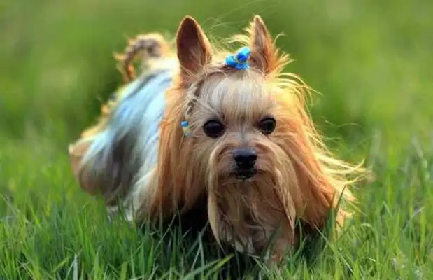 How do you train Yorkshire to poop