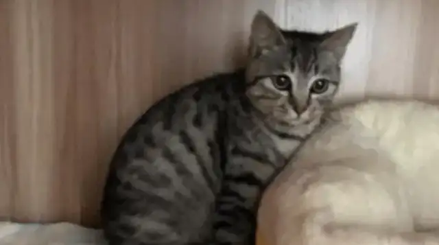 For the first time, I met a stray cat with a super sticky face