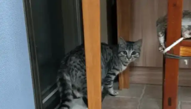 For the first time, I met a stray cat with a super sticky face