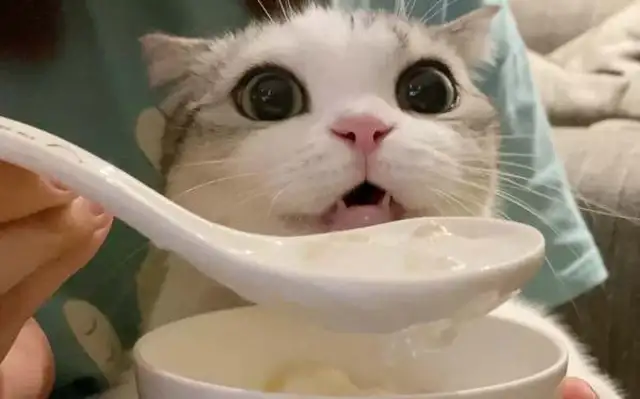 Do cats drink yogurt
