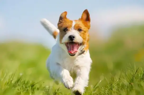 Dogs don't like human baths? The reason you don't know is here