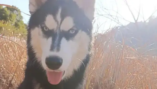 Dogs are scolded for taking their babies to their master's ex-girlfriend: emotional stability is important
