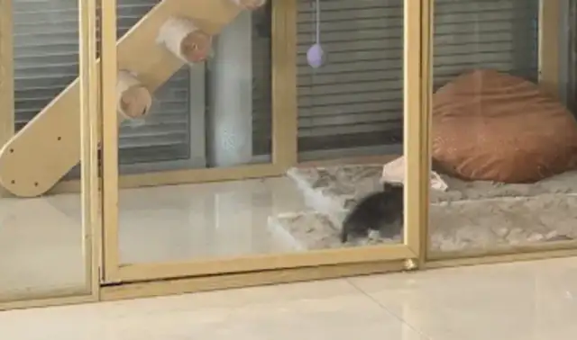 A woman buys a cathouse for a cat, forgets to look at its size