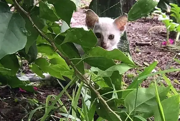 Mama was chased after stealing snacks, couldn't take the cat, but the cat was saved by a photograph