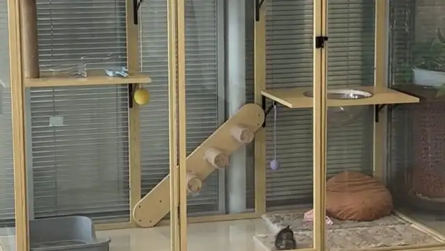 A woman buys a cathouse for a cat, forgets to look at its size