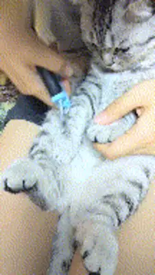A cat who escaped and was taken to bathe: me and my last stubbornness, never let go of my claws