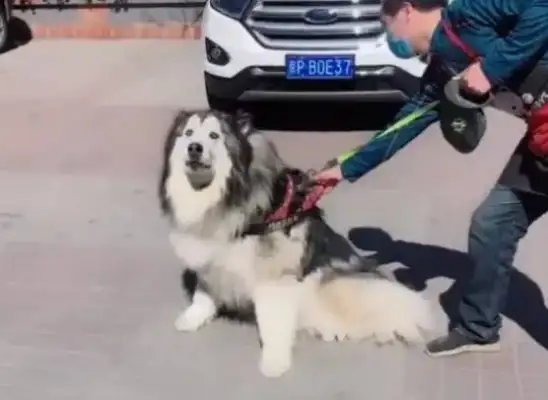 A hundred-pound Alaskan dog doesn't want to bathe