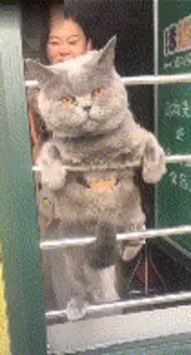 A cat who escaped and was taken to bathe: me and my last stubbornness, never let go of my claws