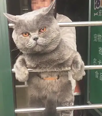 A cat who escaped and was taken to bathe: me and my last stubbornness, never let go of my claws