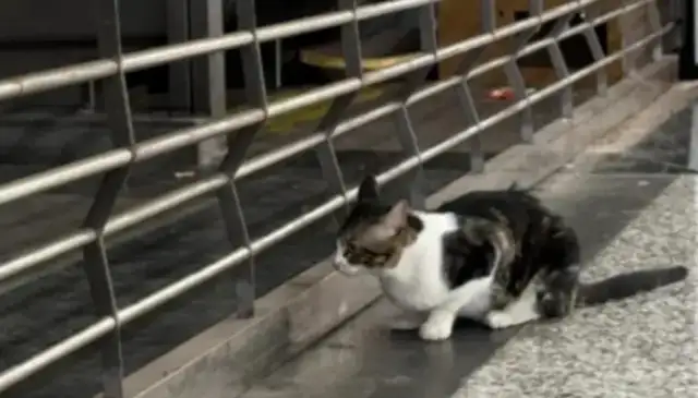 You can't take a cat because you're in the same position