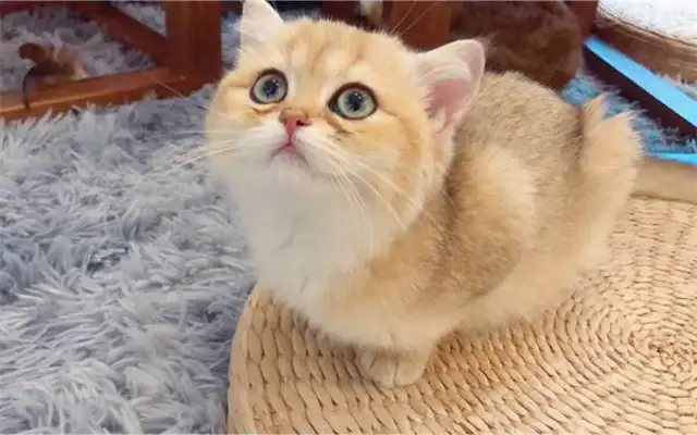 Is the Golden Gravity Cat gross