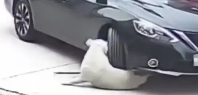 Labrado was run over by a car, carrying all the damage