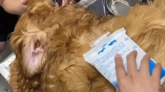 Gold hair bathing in the pet hospital is suspected of having died as a result of drying the summer
