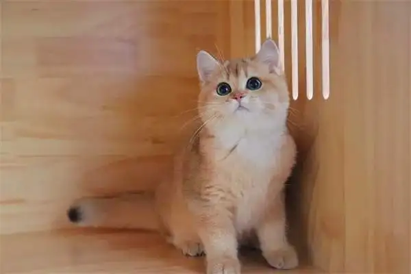 Is the Golden Gravity Cat gross