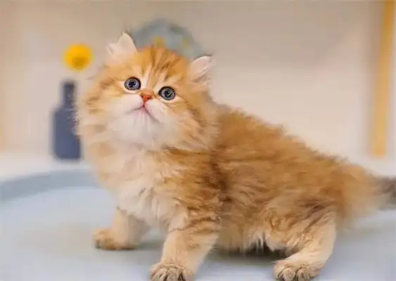 Is the Golden Gravity Cat gross