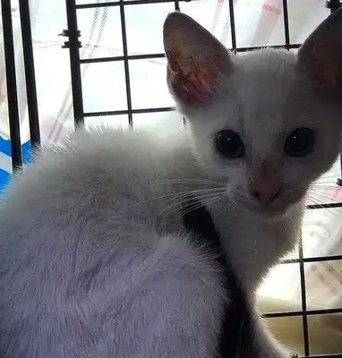 Mama was chased after stealing snacks, couldn't take the cat, but the cat was saved by a photograph