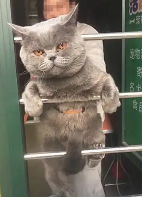A cat who escaped and was taken to bathe: me and my last stubbornness, never let go of my claws