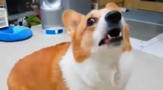 Daddy said he'd take a shower and Corky's gonna make a big noise