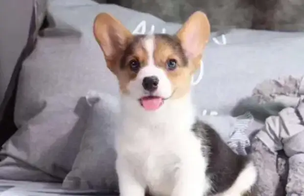 Choose the dog's technique for bathing