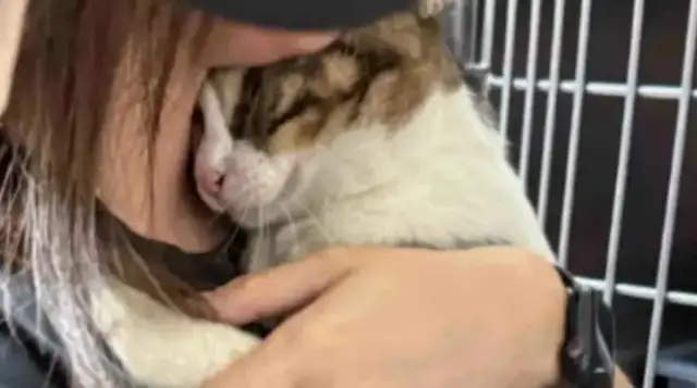 You can't take a cat because you're in the same position