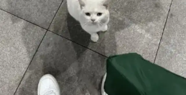 You can't take a cat because you're in the same position
