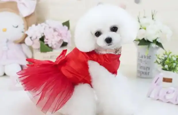 Choose the dog's technique for bathing