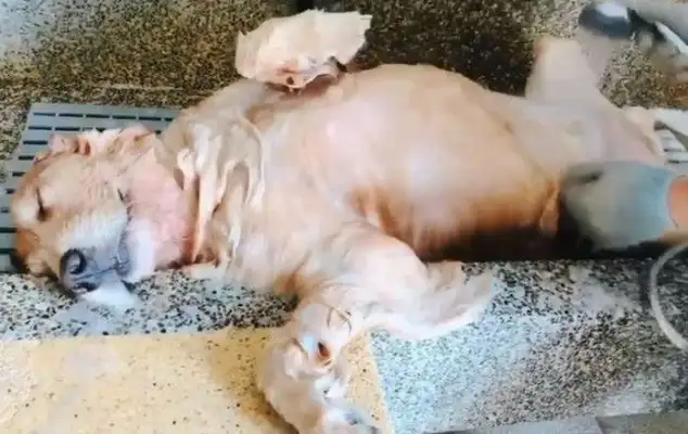 Best bathing model. Great bathing dog
