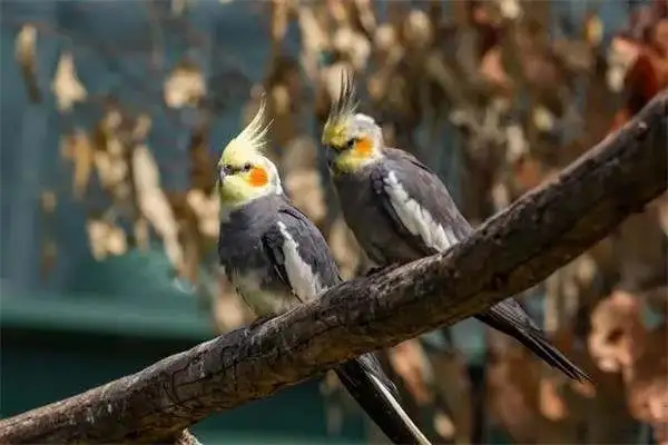 What does a parrot eat? What food do parrots eat