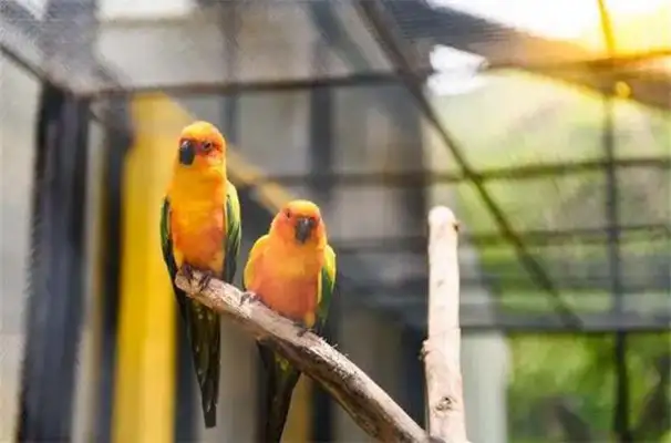 How does a parrot train