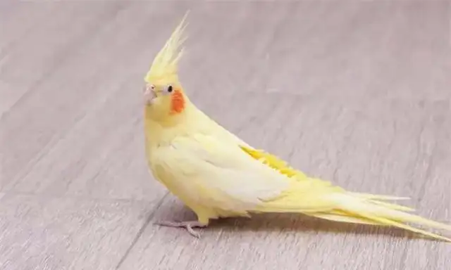 What does a parrot eat? What food do parrots eat
