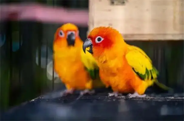 How does a parrot train