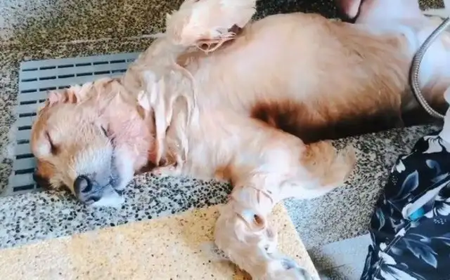 Best bathing model. Great bathing dog