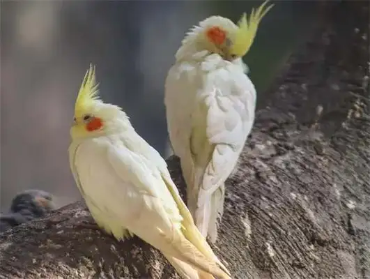 What does a parrot eat? What food do parrots eat