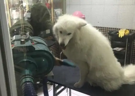 You think it's expensive to go to a pet store and shower a dog? And the bathers think they'll give you a bath. Life